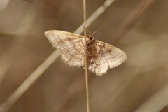 Idaea ochrata
