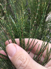 Allocasuarina rupicola