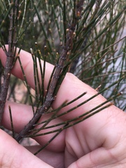 Allocasuarina rupicola