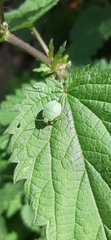Palomena prasina
