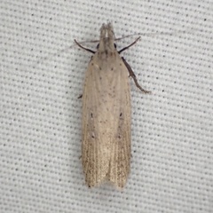 Dichomeris bipunctellus