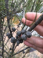 Allocasuarina rupicola