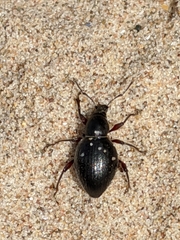 Otiorhynchus atroapterus