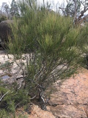 Allocasuarina rupicola