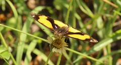 Junonia hierta hierta