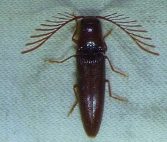 Dicrepidius palmatus