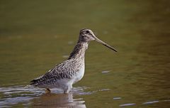 Gallinago magellanica