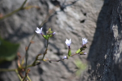 Plumbago pulchella