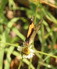 Junonia hierta hierta