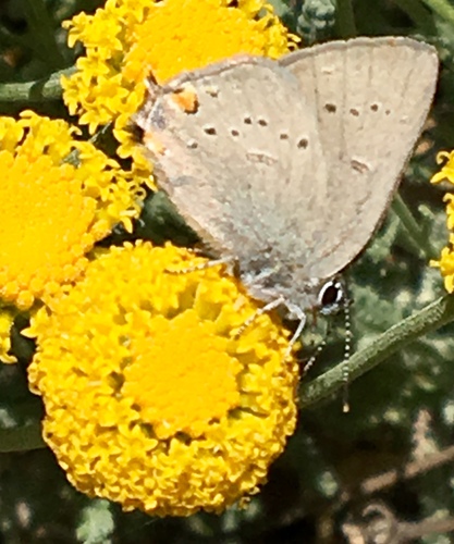 iNaturalist observation photo of California Hairstreak