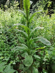 Dipsacus fullonum