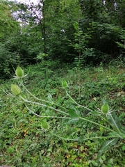 Dipsacus fullonum