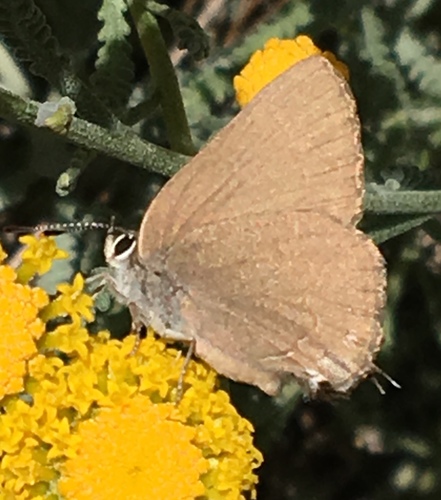 iNaturalist observation photo of Hedgerow Hairstreak