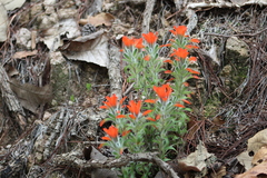 Castilleja nervata