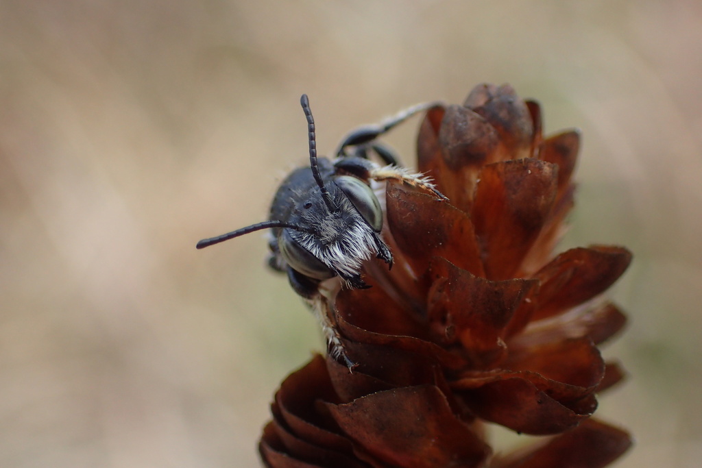 Megachile integrella