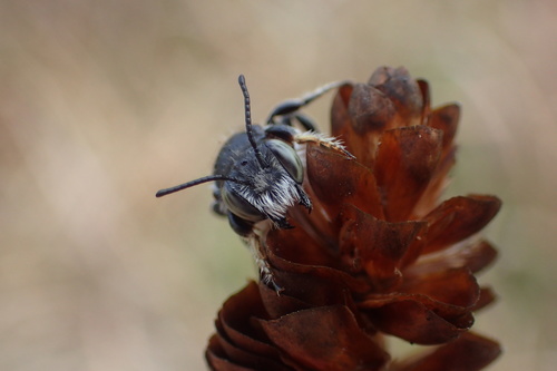 Megachile integrella