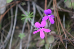 Pinguicula oblongiloba
