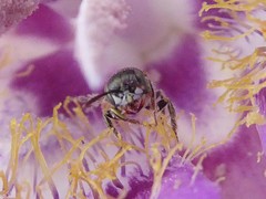 Perdita wyomingensis