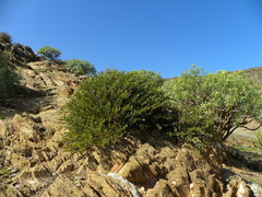 Fagonia harpago