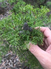 Petrophile canescens