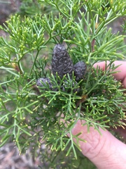 Petrophile canescens