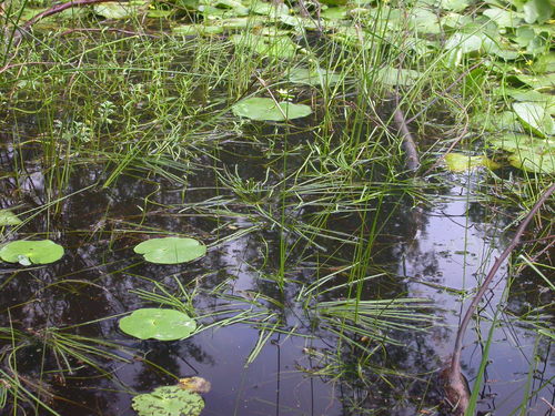 Floating Quillwort (Isoetes wormaldii)