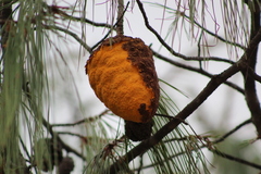 Cronartium conigenum