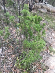 Petrophile canescens