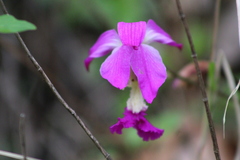 Bletia macristhmochila