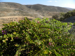 Fagonia harpago