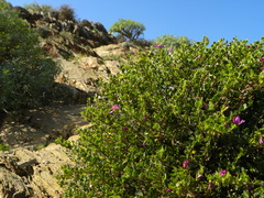 Fagonia harpago