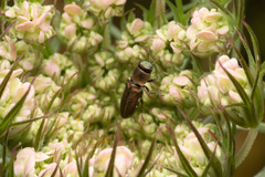 Anthaxia umbellatarum