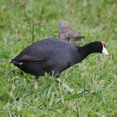 Hawaiian Coot photo 4