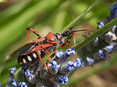 Rhynocoris cuspidatus