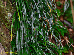 Haplopteris anguste-elongata