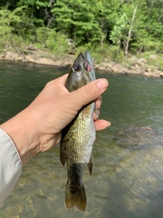 Micropterus henshalli