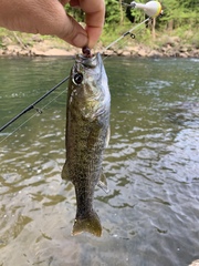 Micropterus henshalli