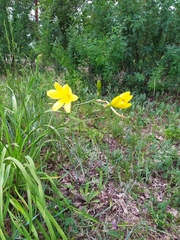 Hemerocallis minor