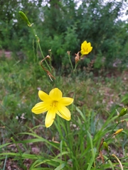 Hemerocallis minor