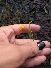 Utricularia