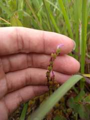 Drosera filiformis