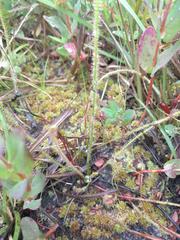 Drosera filiformis