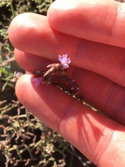 Limonium cancellatum