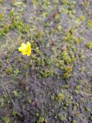 Utricularia