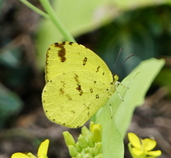 Eurema hecabe hecabe