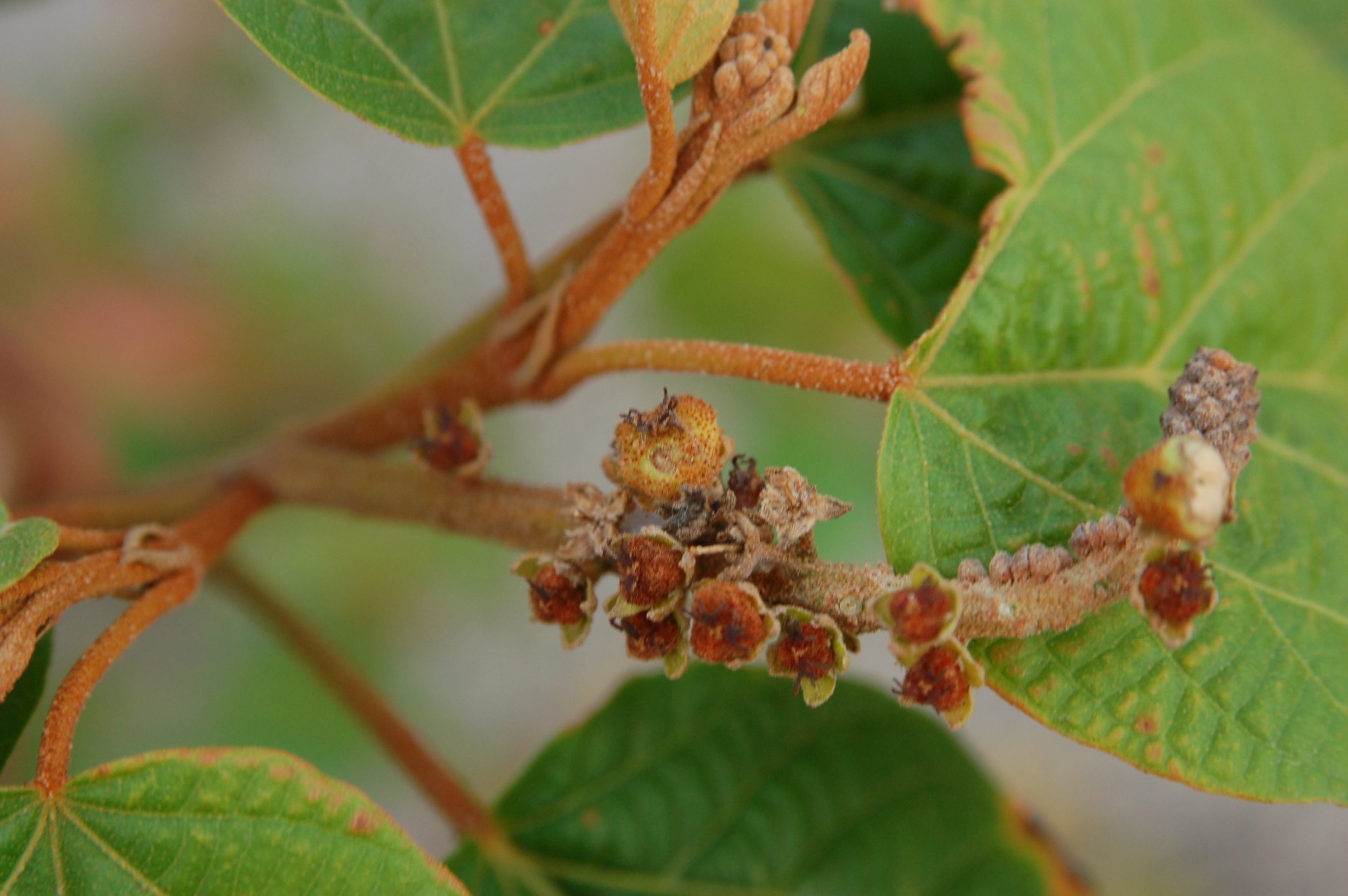 Croton bathianus