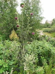 Carduus nutans