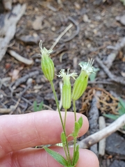 Silene lemmonii
