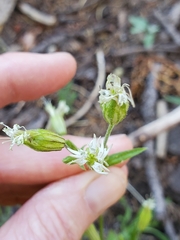 Silene lemmonii