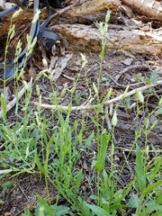 Silene lemmonii